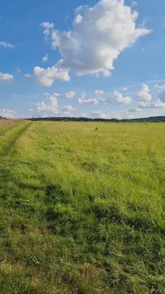 Windhunde - Treffen der besonderen Schönheiten
HERZLICH WILLKOMMEN-Beitrag-Bild