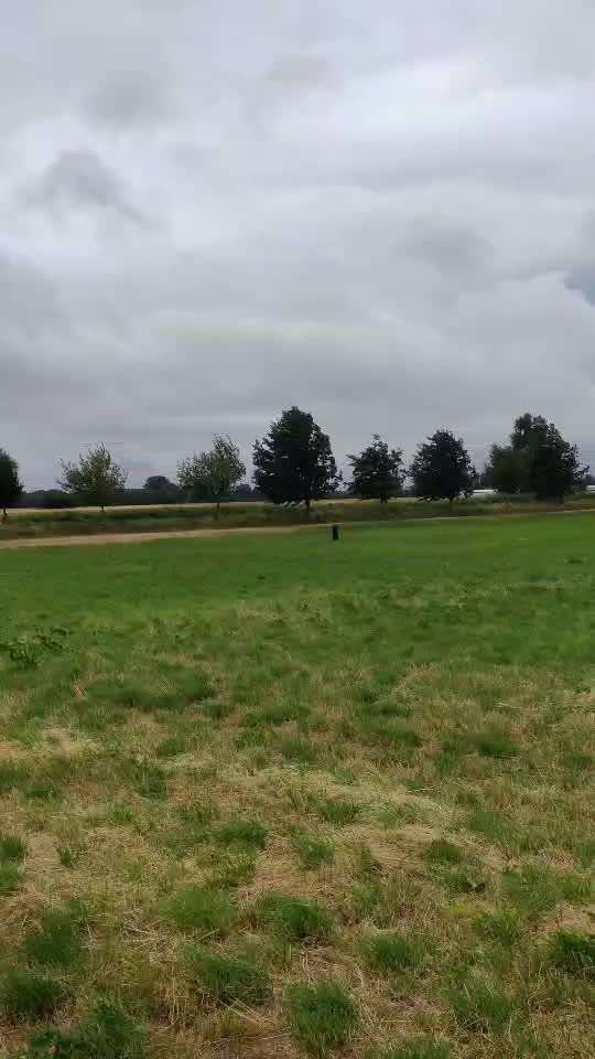 Alles rund um den Schäferhund, diskutieren erwünscht.-Beitrag-Bild