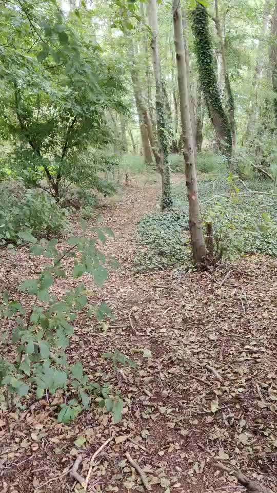 Alles rund um den Schäferhund, diskutieren erwünscht.-Beitrag-Bild