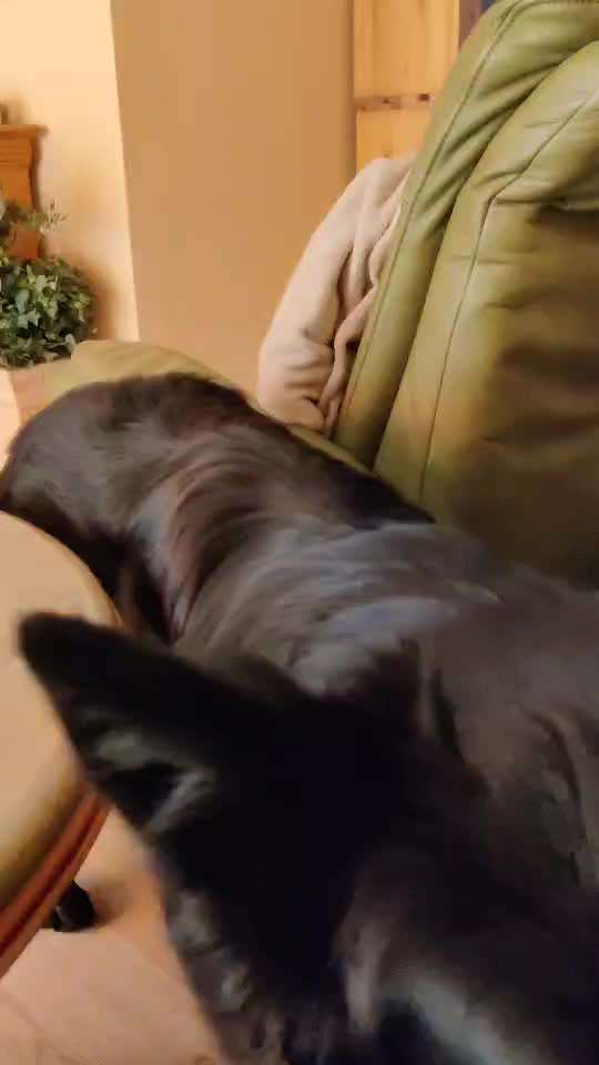 Alles rund um den Schäferhund, diskutieren erwünscht.-Beitrag-Bild