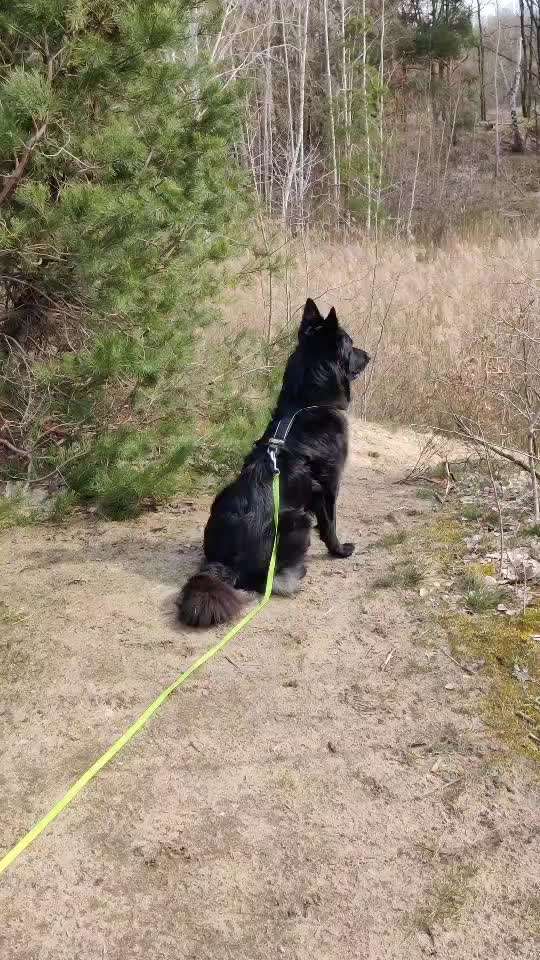 Würde eine Hundin eine Hundeschule führen dürfen?-Beitrag-Bild