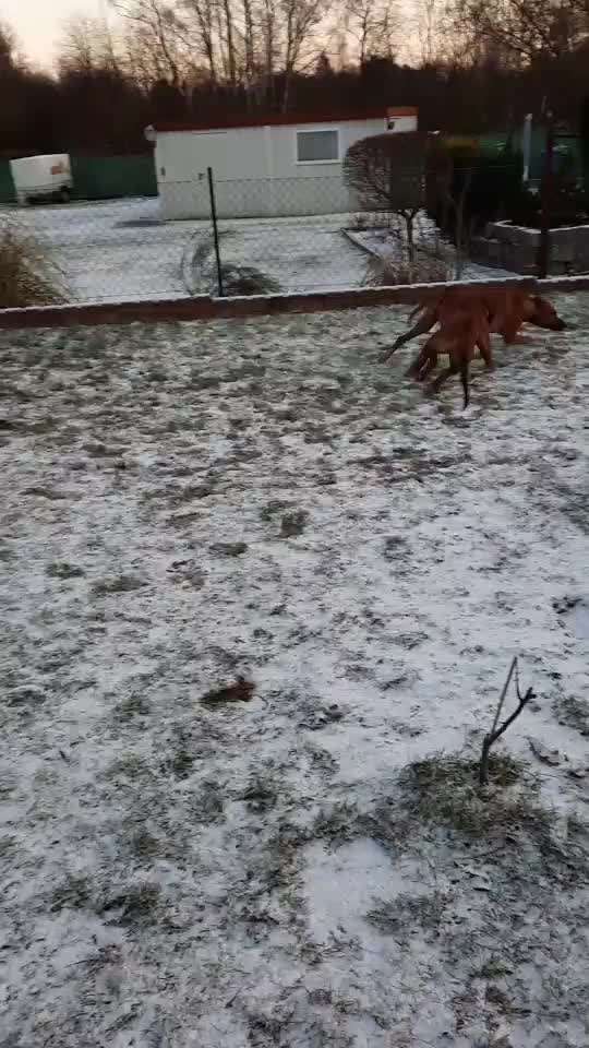 Rhodesian Ridgeback-Beitrag-Bild