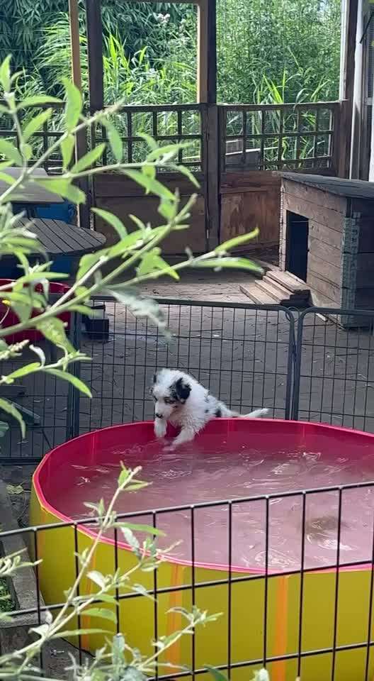 aktuelles Foto Gruppe Australian Shepherd