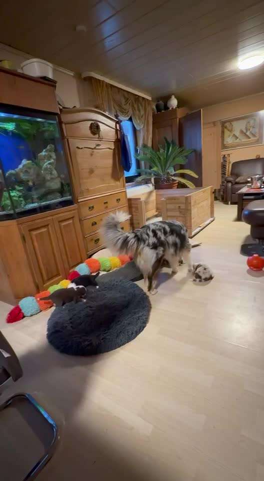 aktuelles Foto Gruppe Australian Shepherd