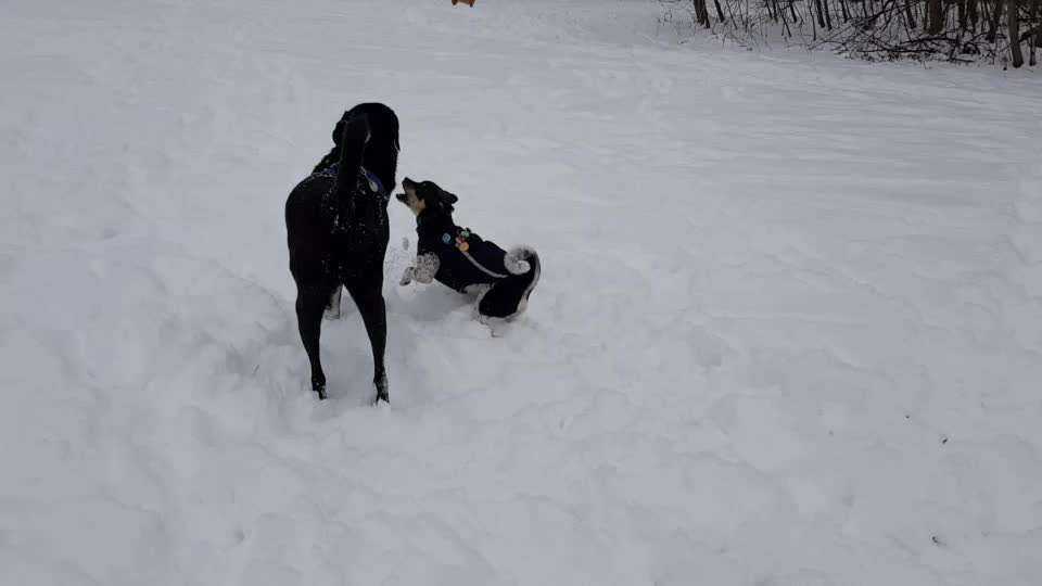 Bester Freund, Hundekumpel - zeigt her!-Beitrag-Bild