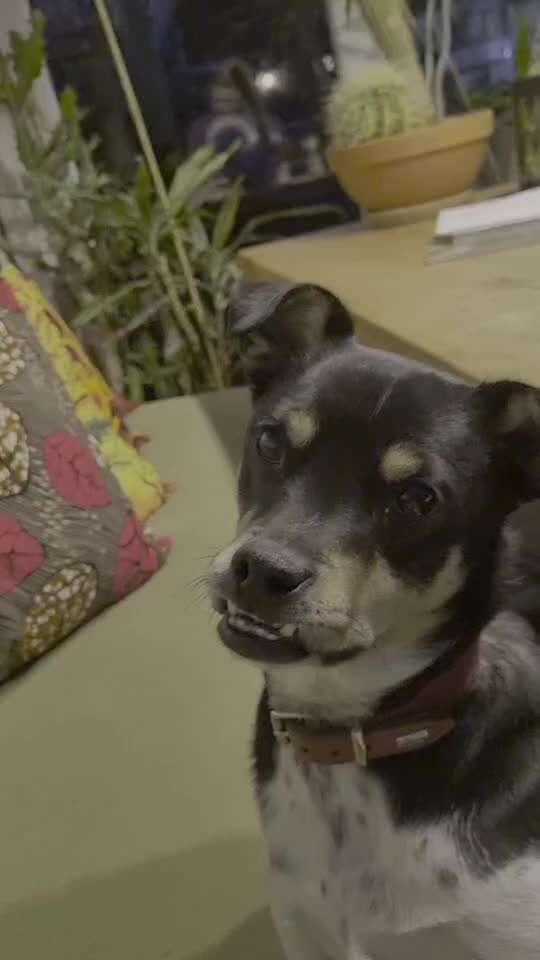 Schattenseiten der Hundehaltung-Beitrag-Bild