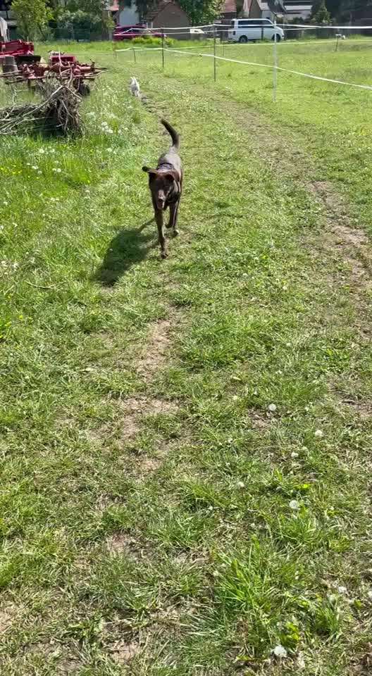 TierschutzhundeStammtisch🐕-Beitrag-Bild