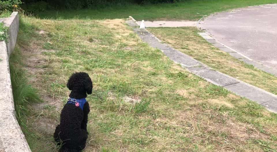 Alles rund um den Pudel-Beitrag-Bild