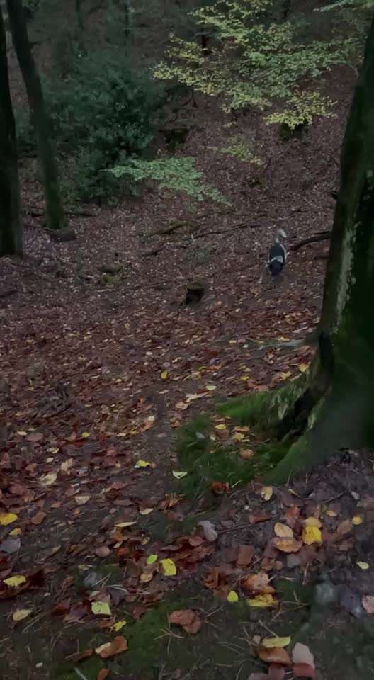 Alles rund um den Pudel-Beitrag-Bild