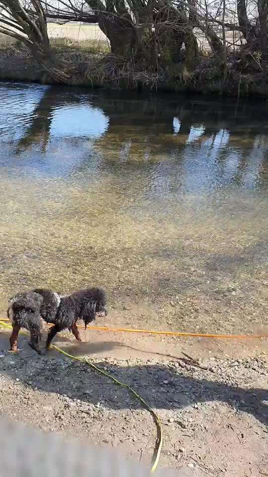 Alles rund um den Pudel-Beitrag-Bild