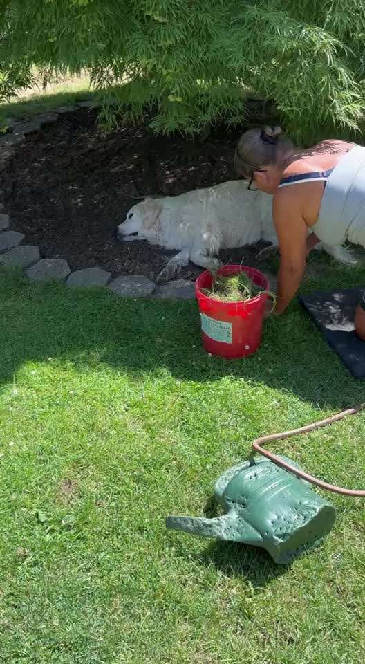 Wo sind die Golden Retriever Liebhaber?-Beitrag-Bild