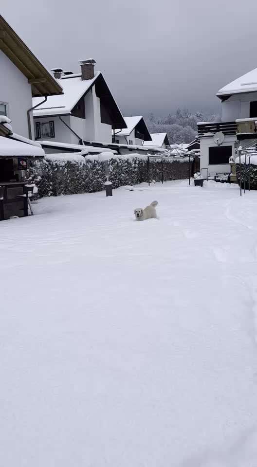 Wo sind die Golden Retriever Liebhaber?-Beitrag-Bild