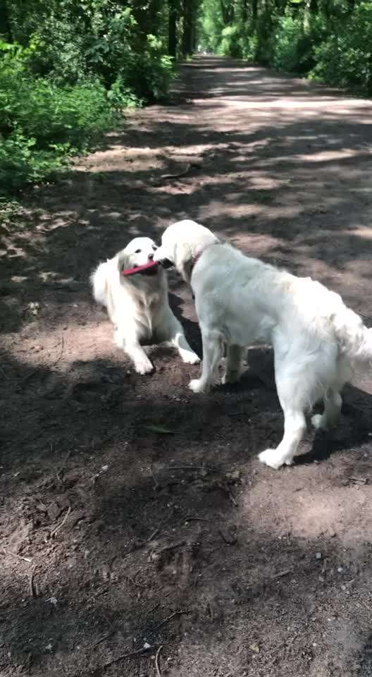 Zeigt hier Euer liebstes Video Eurer Hunde-Beitrag-Bild