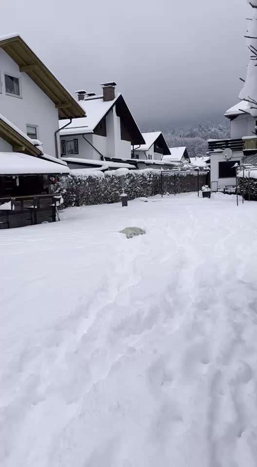 Wo sind die Golden Retriever Liebhaber?-Beitrag-Bild