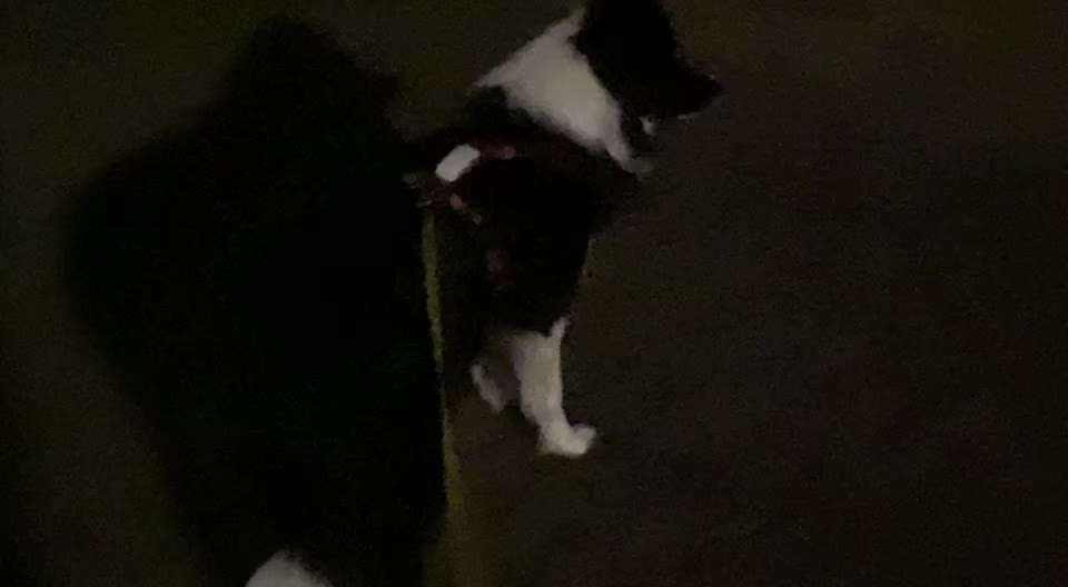 Zeigt mal eure border Collies :)-Beitrag-Bild