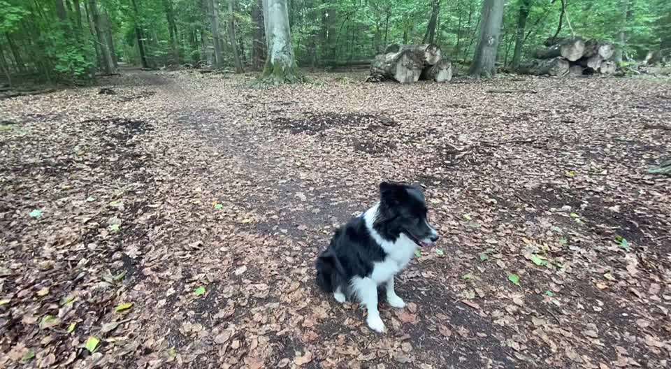 Zeigt mal eure border Collies :)-Beitrag-Bild