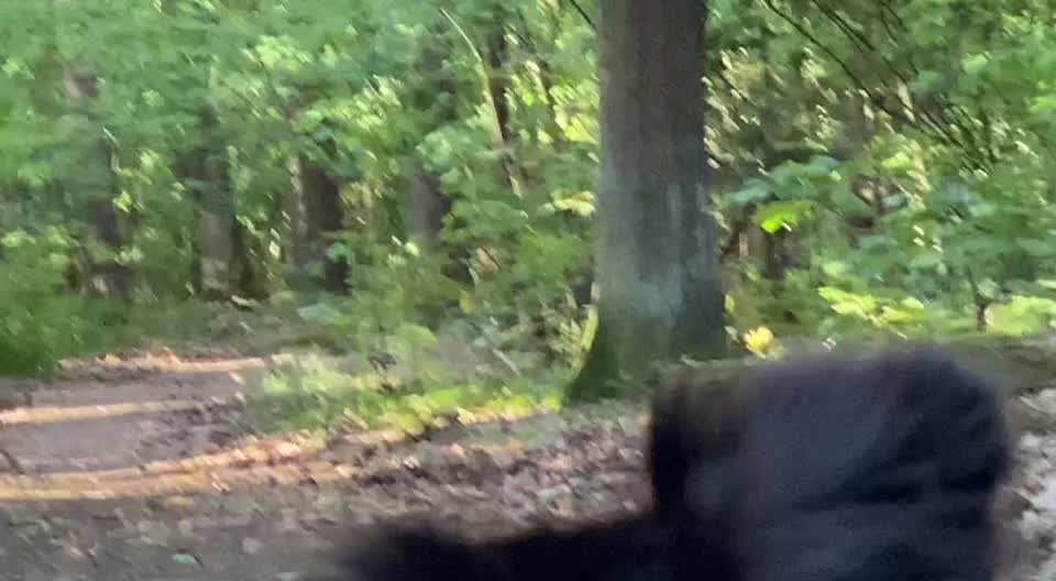 Zeigt mal eure border Collies :)-Beitrag-Bild