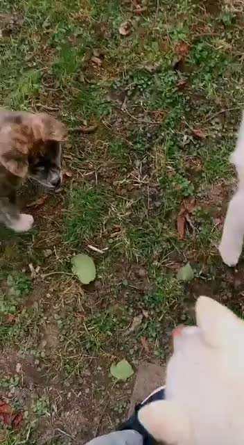 Akita Inu/American Akita (Mix) halter.-Beitrag-Bild