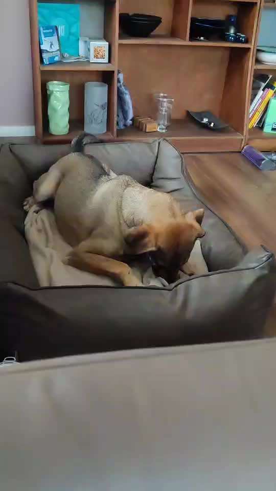 Video Challenge Nr.14 - Bettelnde Hunde-Beitrag-Bild