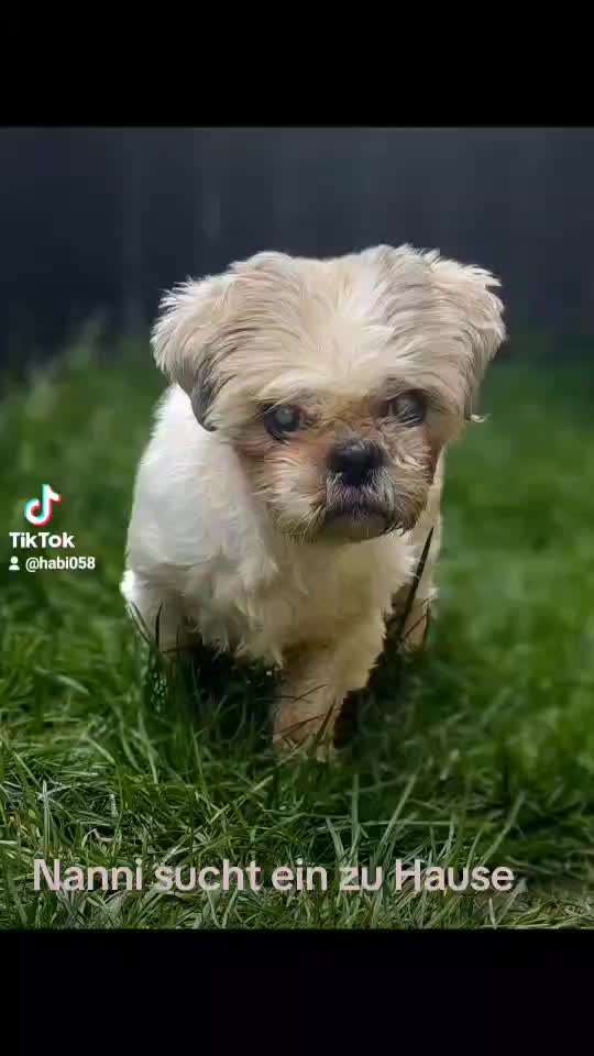 Tierschutzhunde suchen ein Zuhause-Beitrag-Bild