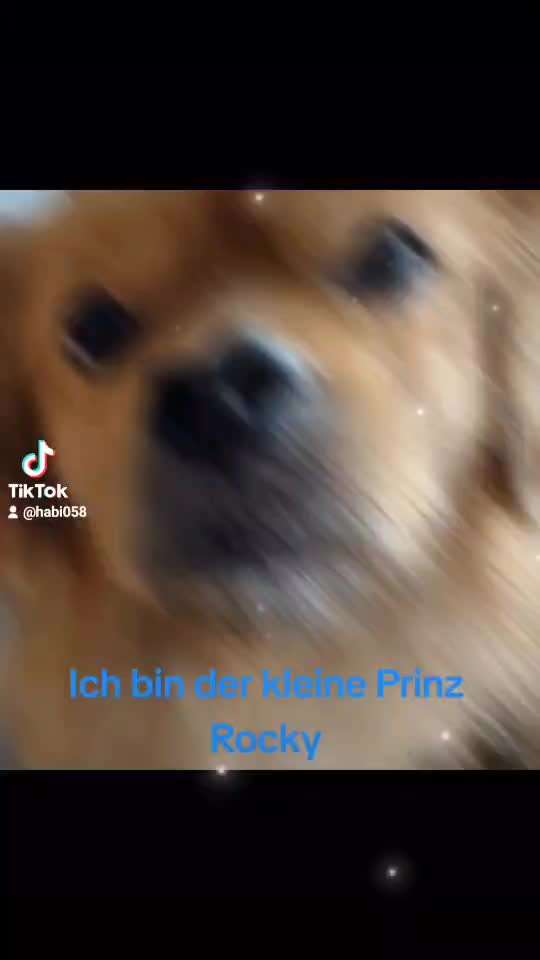 Tierschutzhunde suchen ein Zuhause-Beitrag-Bild