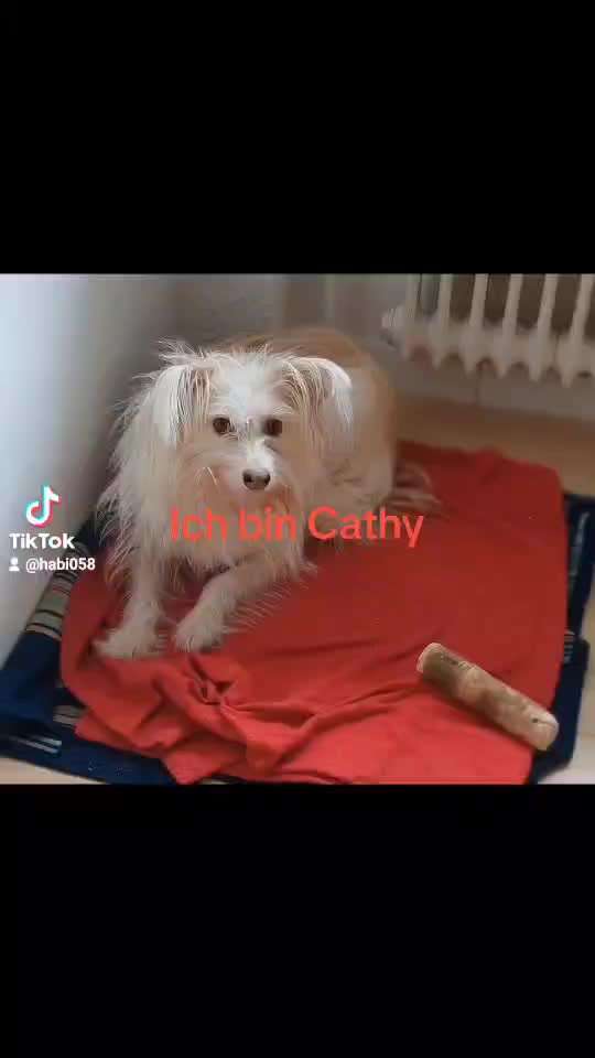 Tierschutzhunde suchen ein Zuhause-Beitrag-Bild