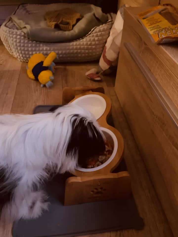 Fressen-Beitrag-Bild