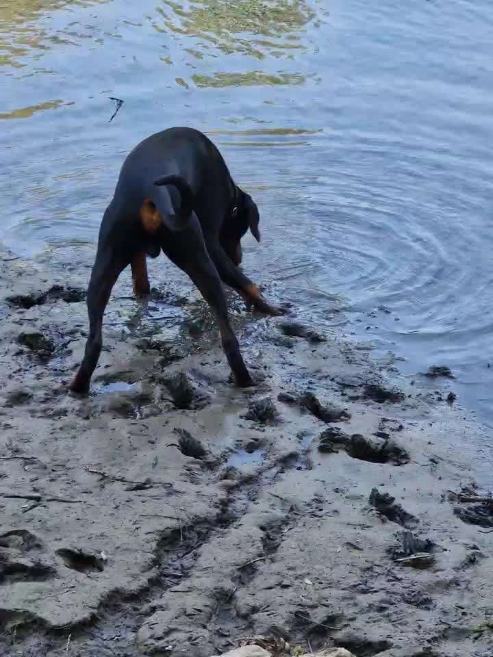Dobermann Austausch-Beitrag-Bild