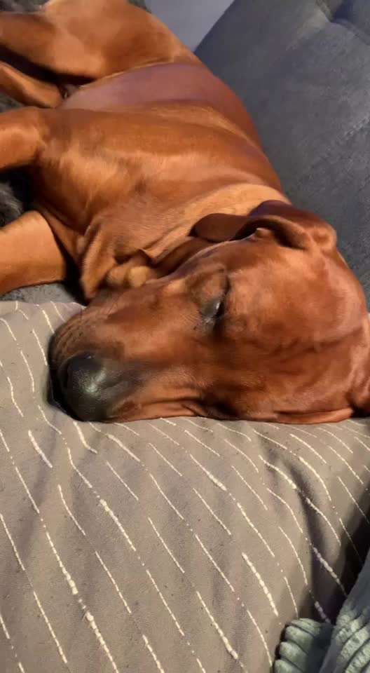 Rhodesian Ridgeback-Beitrag-Bild