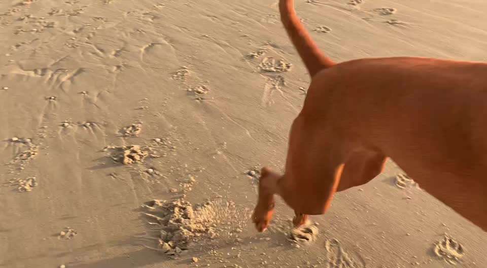 Rhodesian Ridgeback-Beitrag-Bild