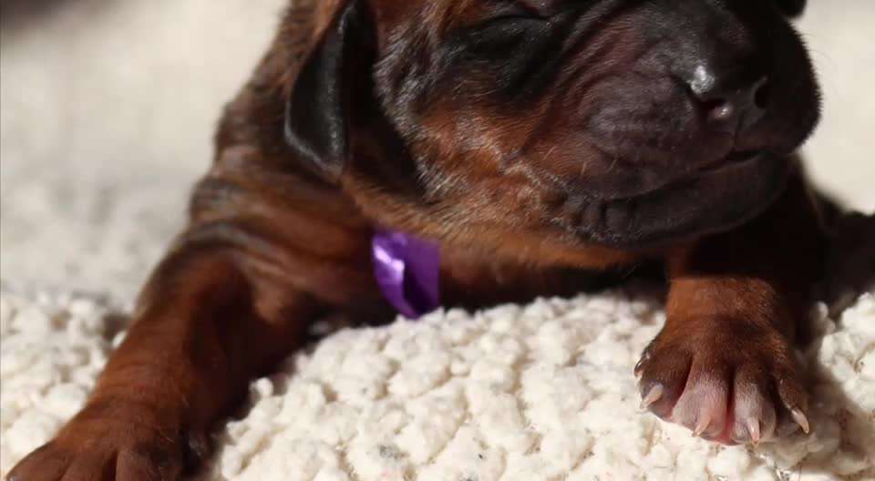 Rhodesian Ridgeback-Beitrag-Bild