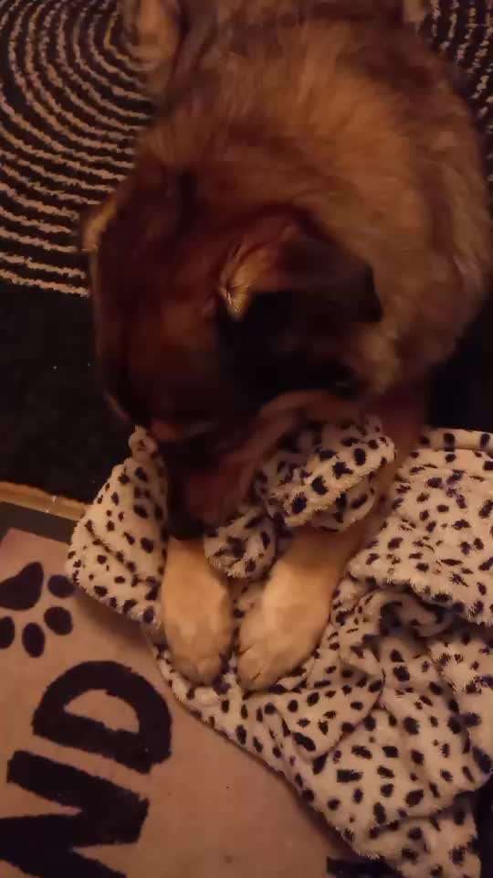 Hund knabbert und nuckelt an Decken-Beitrag-Bild