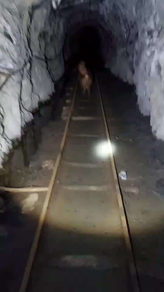 Mantrailing-Beitrag-Bild