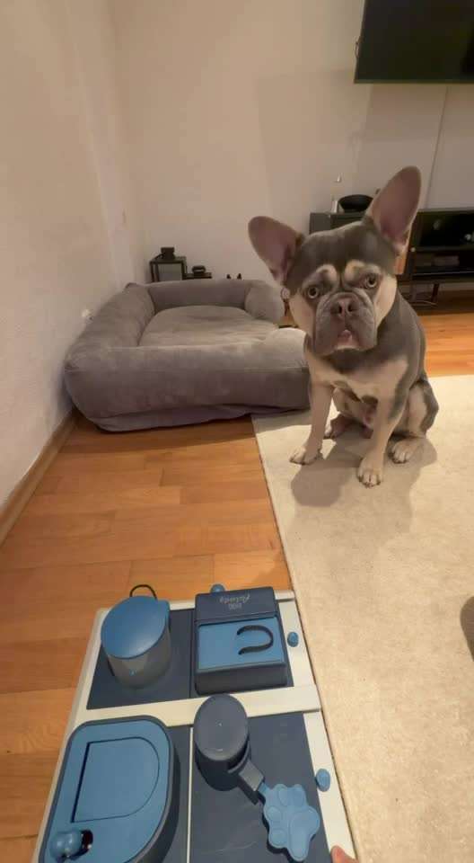 aktuelles Foto Gruppe Französische Bulldogge