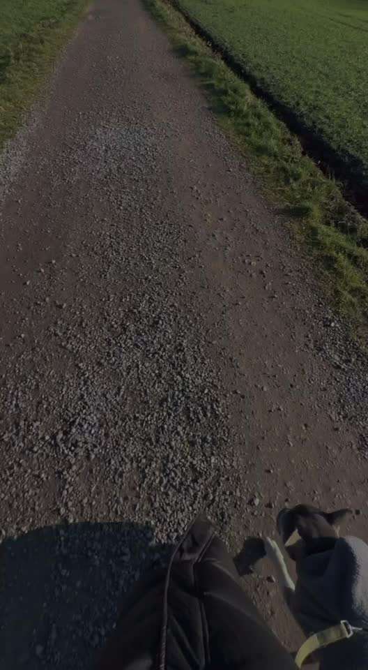 aktuelles Foto Gruppe Französische Bulldogge