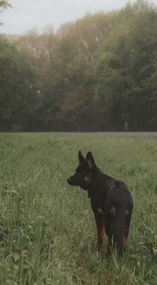 Zeigt hier Euer liebstes Video Eurer Hunde-Beitrag-Bild