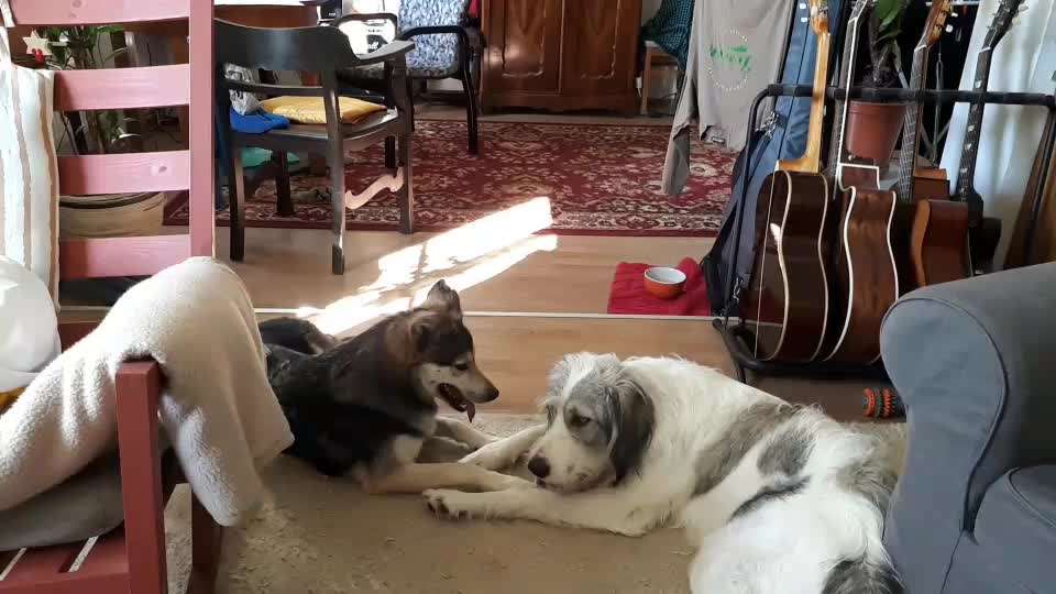 Gibts hier Mioritic Besitzer?-Beitrag-Bild