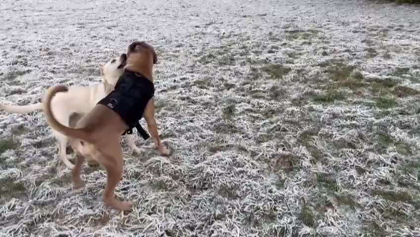 Junghund Aggression andere Hunde-Beitrag-Bild