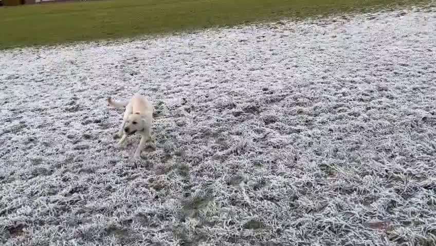 Junghund Aggression andere Hunde-Beitrag-Bild