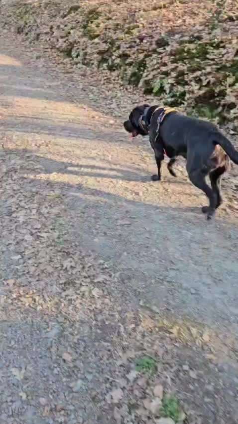 Junghund Aggression andere Hunde-Beitrag-Bild