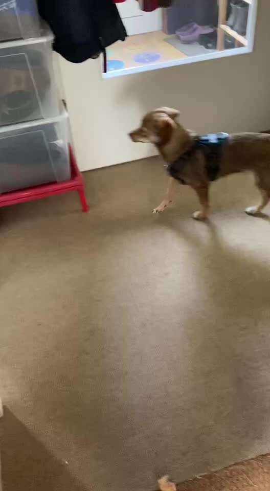 Meine Hündin Jianca aus der Türkei, Geburtsdatum 9.5.2021 (geschätzt)
Mix Sheltie/Chihuahua?????-Beitrag-Bild