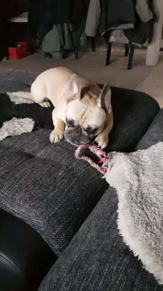 Französische Bulldoggen-Beitrag-Bild