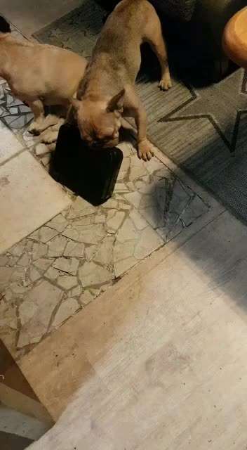 Französische Bulldoggen-Beitrag-Bild