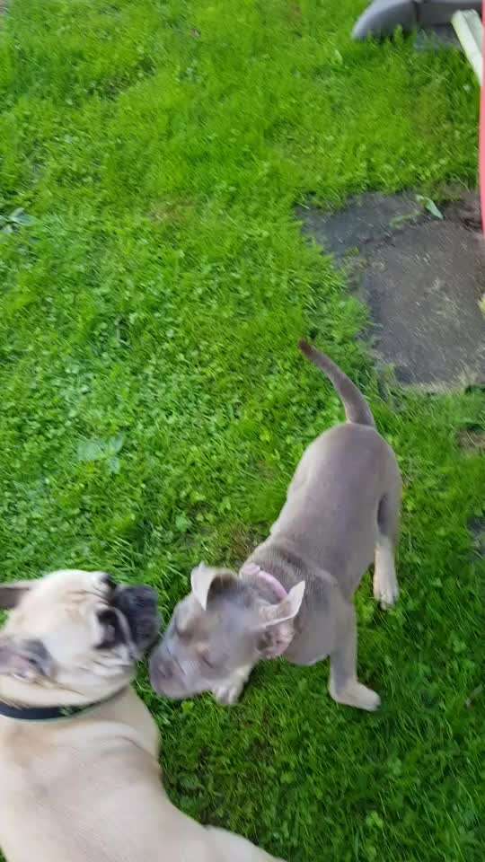 Französische Bulldoggen-Beitrag-Bild