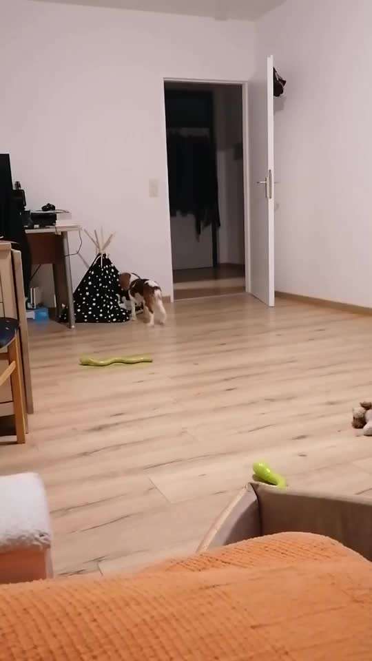 Cavalier King Charles Spaniel?-Beitrag-Bild