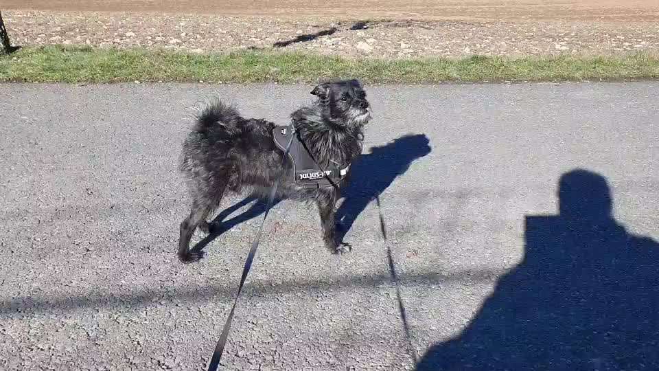 Handy Video Challenge Nr. 39- Bellen u.s.w.-Beitrag-Bild