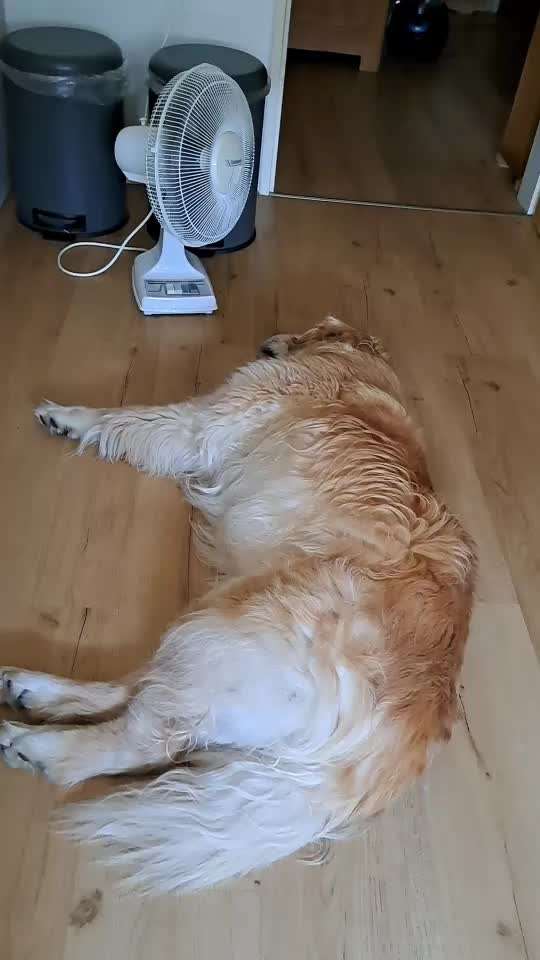 aktuelles Foto Gruppe Golden Retriever