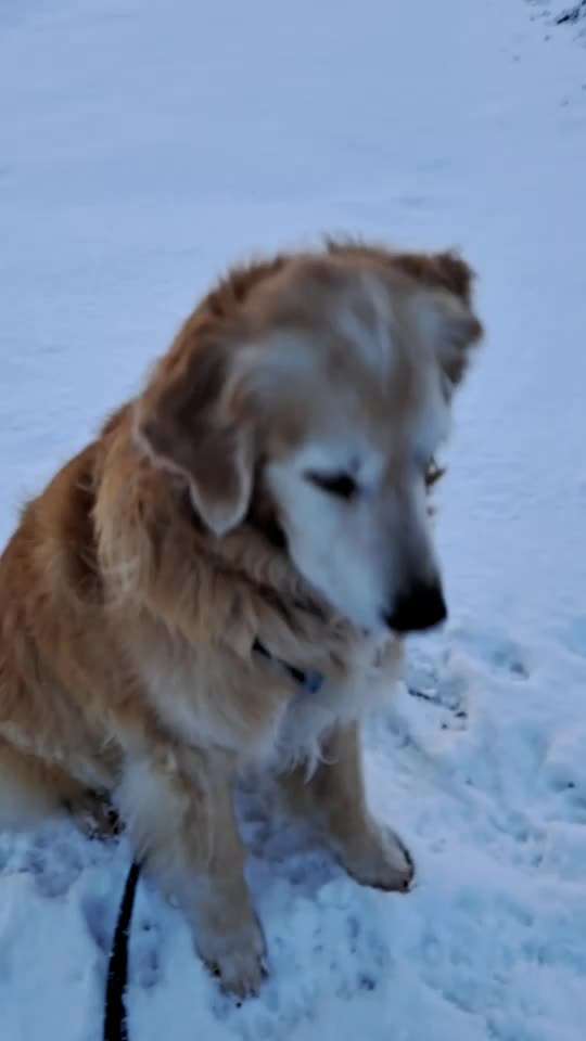 aktuelles Foto Gruppe Golden Retriever