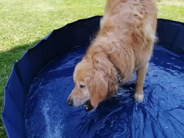 Video-Challange Nr. 9
Der unsinnige Hund-Beitrag-Bild