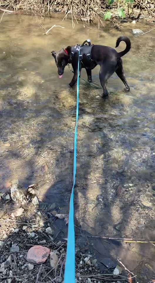 Podencomischling oder Podenco-Beitrag-Bild